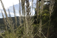Muhlenbergia robusta