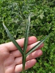 Artemisia selengensis