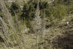 Muhlenbergia robusta