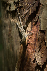 Anolis brevirostris