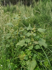 Xanthium strumarium