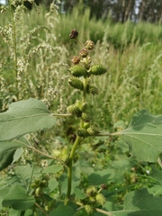 Xanthium strumarium