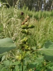 Xanthium strumarium