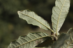 Quercus frutex