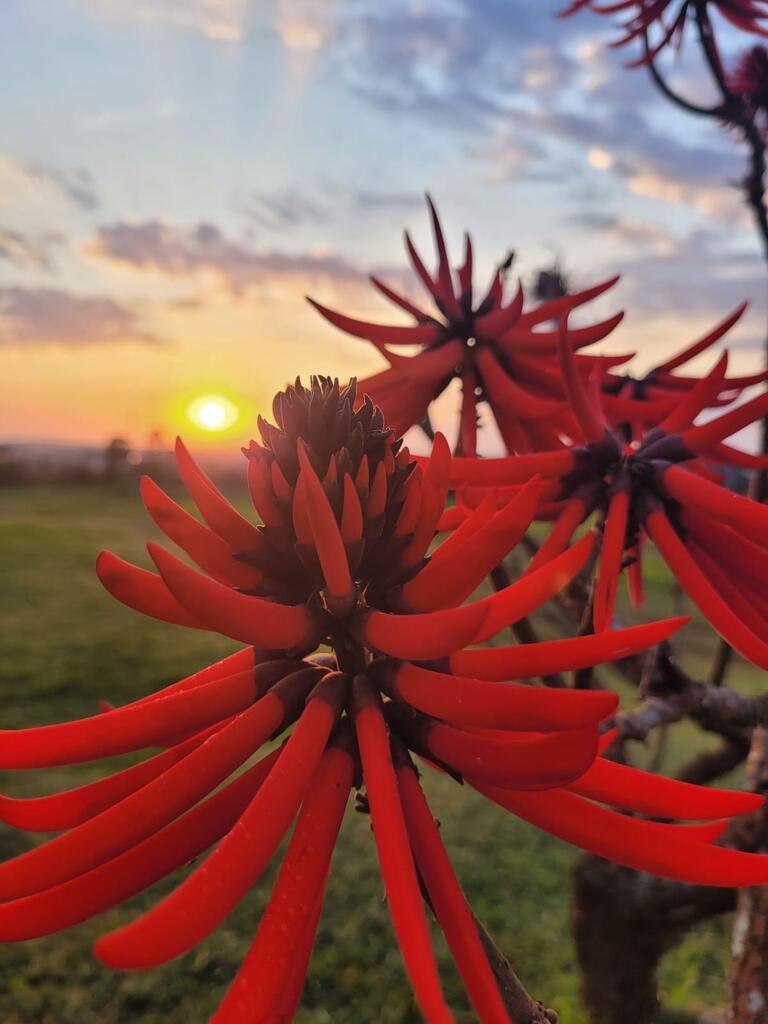 Erythrina speciosa, Vila Carola, Campo Mourão - PR, Brasil
