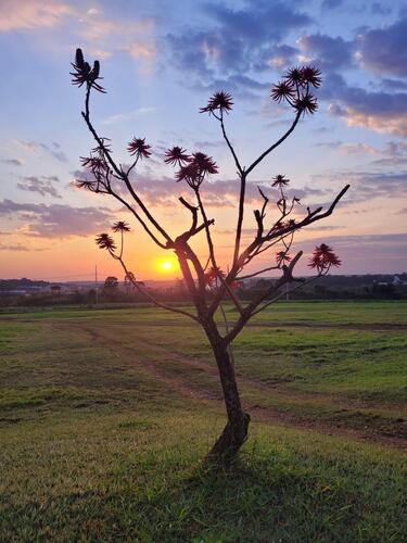 Erythrina speciosa