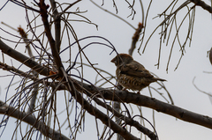 Amadina erythrocephala