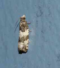 Pseudosciaphila duplex