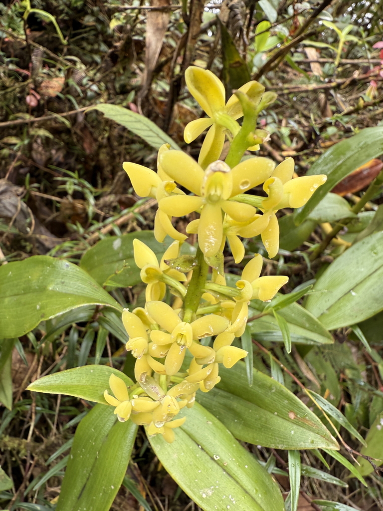 Epidendrum chingazaense Hágsater, E.Santiago & Uribe Vélez