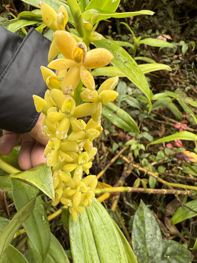 Epidendrum chingazaense Hágsater, E.Santiago & Uribe Vélez 2