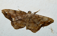 Hypagyrtis brendae