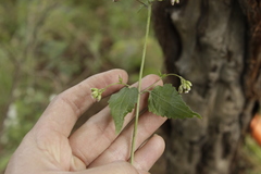 Fleischmannia pycnocephala