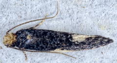 Monopis spilotella