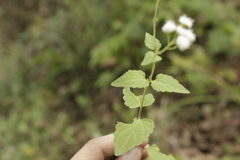 Fleischmannia pycnocephala