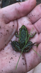 Lithobates chiricahuensis