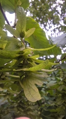 Carpinus betulus