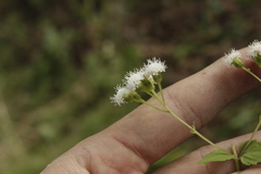 Fleischmannia pycnocephala