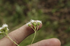Fleischmannia pycnocephala