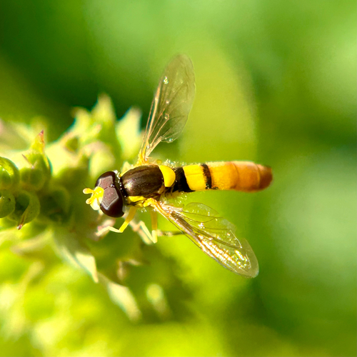 Unknown species found near Chicago, IL, US