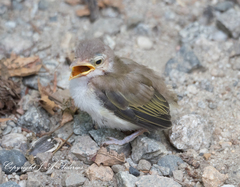 Hammond's Flycatcher photo 4
