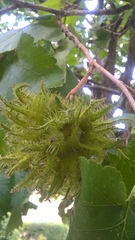 Corylus colurna