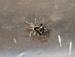 Menemerus semilimbatus