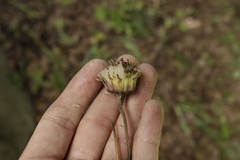 Roldana sessilifolia
