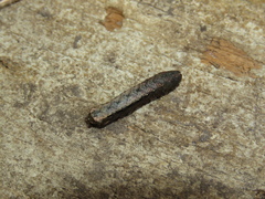 Lepidoptera
