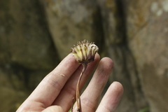 Roldana sessilifolia