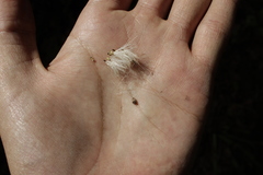 Roldana sessilifolia