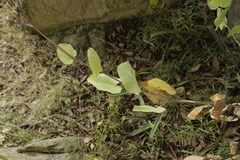 Roldana sessilifolia