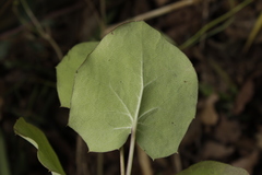 Roldana sessilifolia