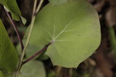 Roldana sessilifolia