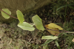 Roldana sessilifolia