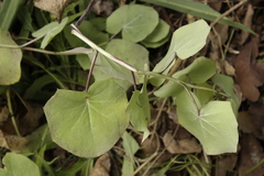 Roldana sessilifolia