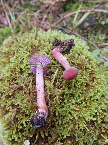 Laccaria bicolor — no rights reserved