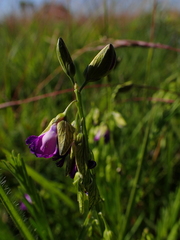Polygala gracilenta