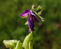 Polygala gracilenta