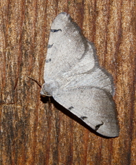Digrammia triviata