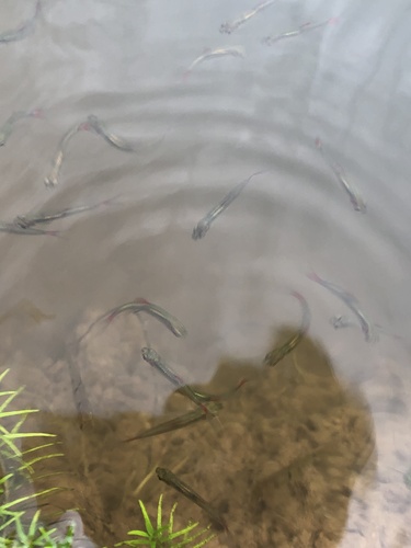 Cherryspot Rasbora