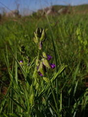 Polygala gracilenta