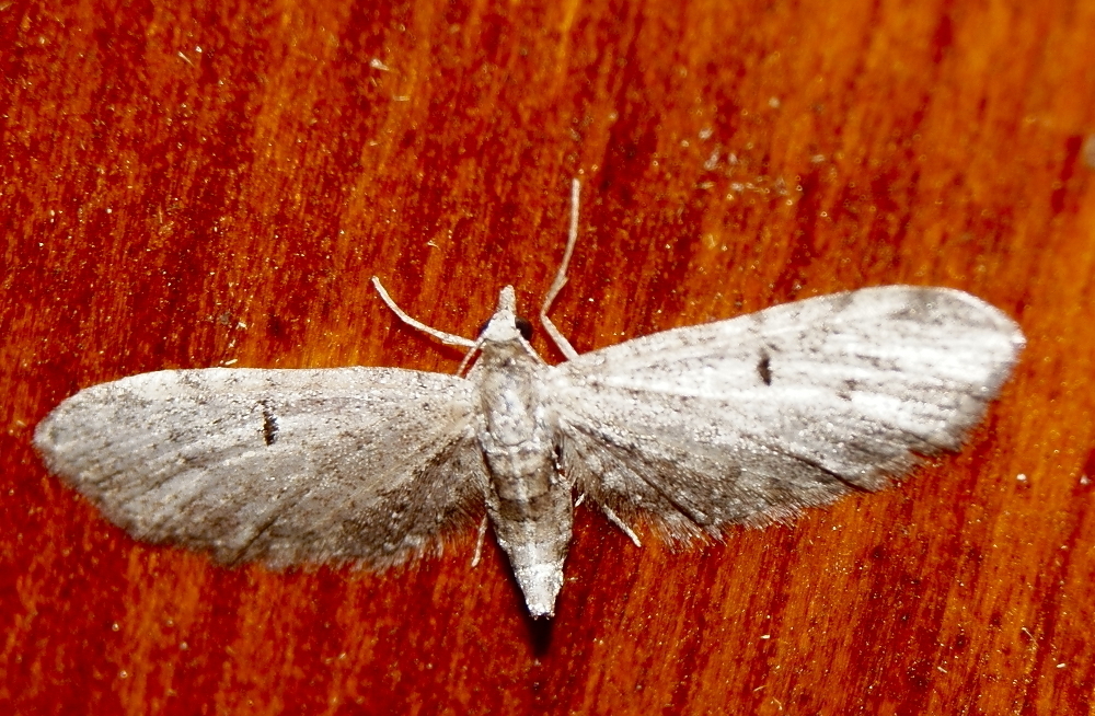 Tamarack Looper