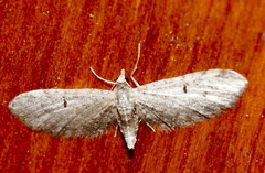 Eupithecia misturata