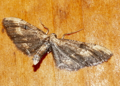 Eupithecia flavigutta
