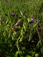 Polygala gracilenta