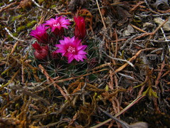 Mammillaria occulta