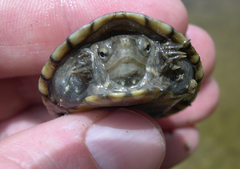 Kinosternon sonoriense