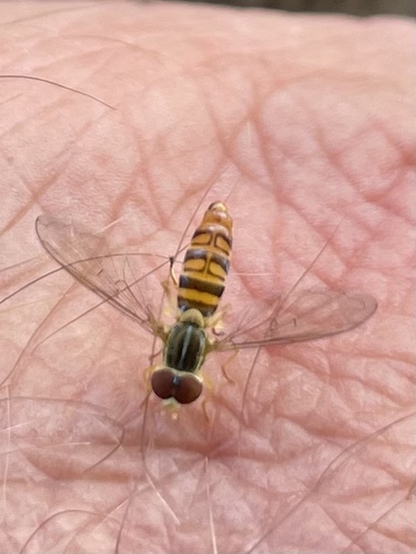 Unknown species found near The Morton Arboretum, Lisle, IL, US