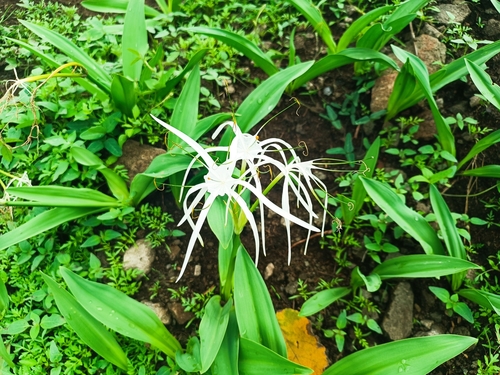 Peruvian Daffodil (Hymenocallis harrisiana)
