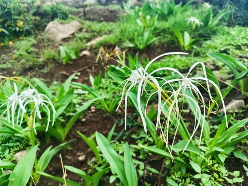 Hymenocallis harrisiana, photograph 6